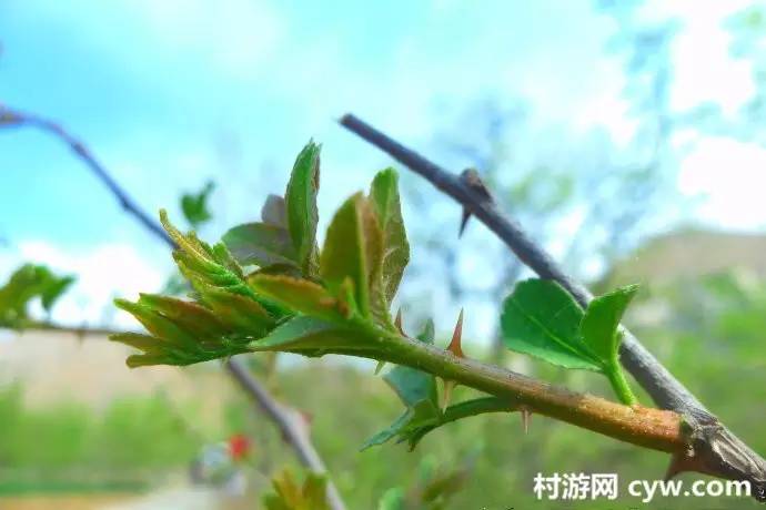 旅游 正文  花椒树发芽期幼嫩的芽叶,油亮鲜绿,麻香味美,是芽苗菜中的