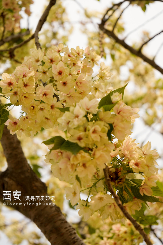 很多卖樱花的花环,樱花的发卡,落樱缤纷.