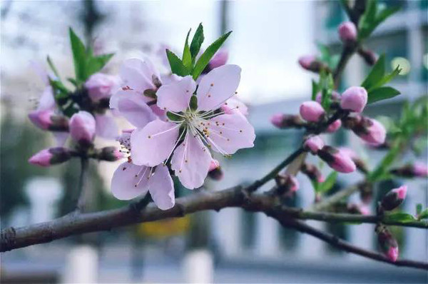 月记丨三月桃花水,春天清明镜