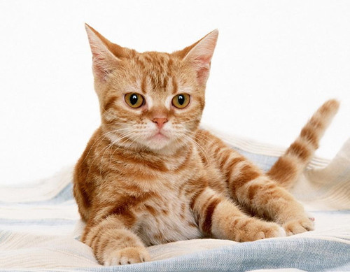 宠物趣闻:猫安粉要吃多久,猫胺粉要给猫咪吃多