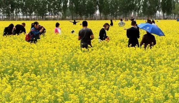 西双塘油菜花盛开,游人纷至沓来徜徉花海