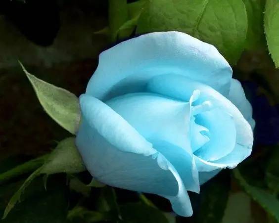 美不可言的蓝色妖姬(玫瑰)，代表着纯洁和爱恋-搜狐