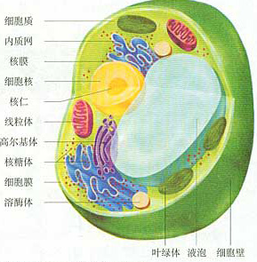 口腔上皮细胞图手绘