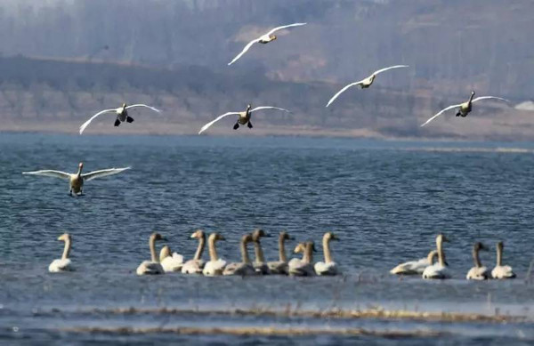 2016中国丹东(东港)鸭绿江口湿地国际观鸟活动