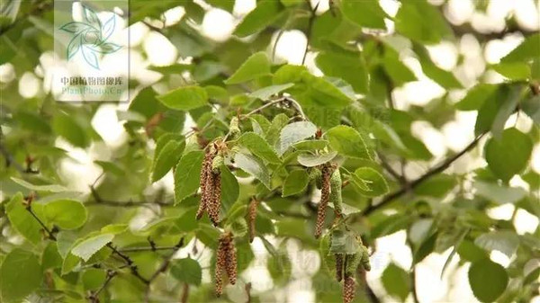 【植物之最】最硬的树----铁桦树