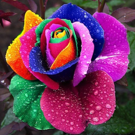 时尚 正文 彩虹玫瑰的每一片花瓣都有着一种独特的颜色,艳丽无双呀