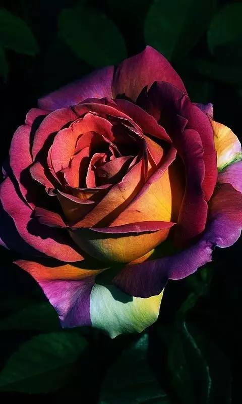 时尚 正文 彩虹玫瑰的每一片花瓣都有着一种独特的颜色,艳丽无双呀