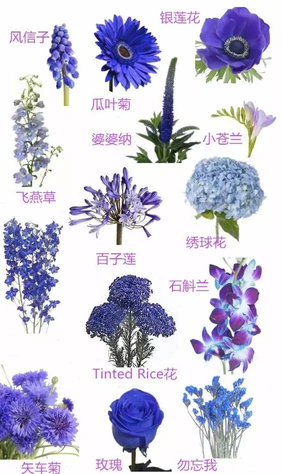 世界上人口最喜欢的花_世界上最漂亮的花