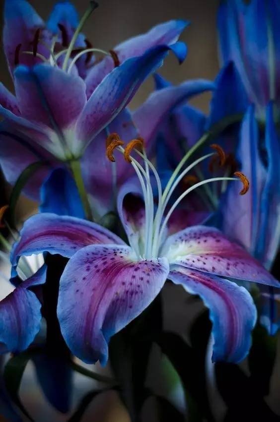 美丽世界的花儿,你知道我喜欢蓝色么?