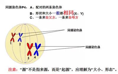 同源染色体