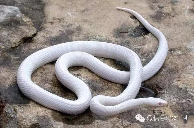 蛇之最:世界上10大最美蛇类排行榜