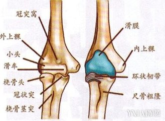 其中肱骨滑车与尺骨半月切迹构成肱尺关节,属于蜗状关节,是肘关节的