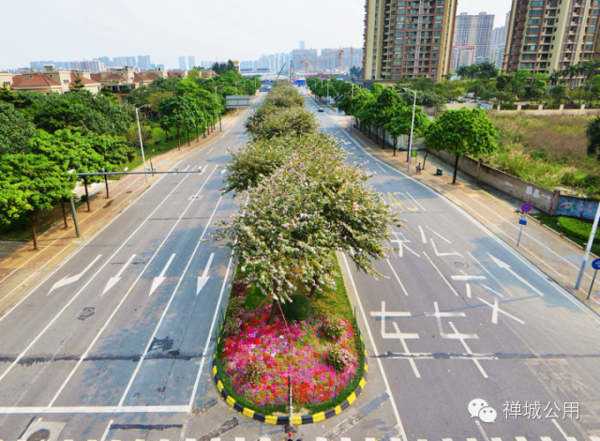 季华二路华宝路口,何氏凤仙娇艳盛放.