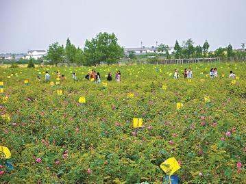 绵竹玫瑰节开幕在即