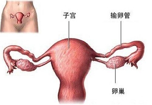 输卵管出来问题怎能怀孕? 输卵管堵塞怎么办