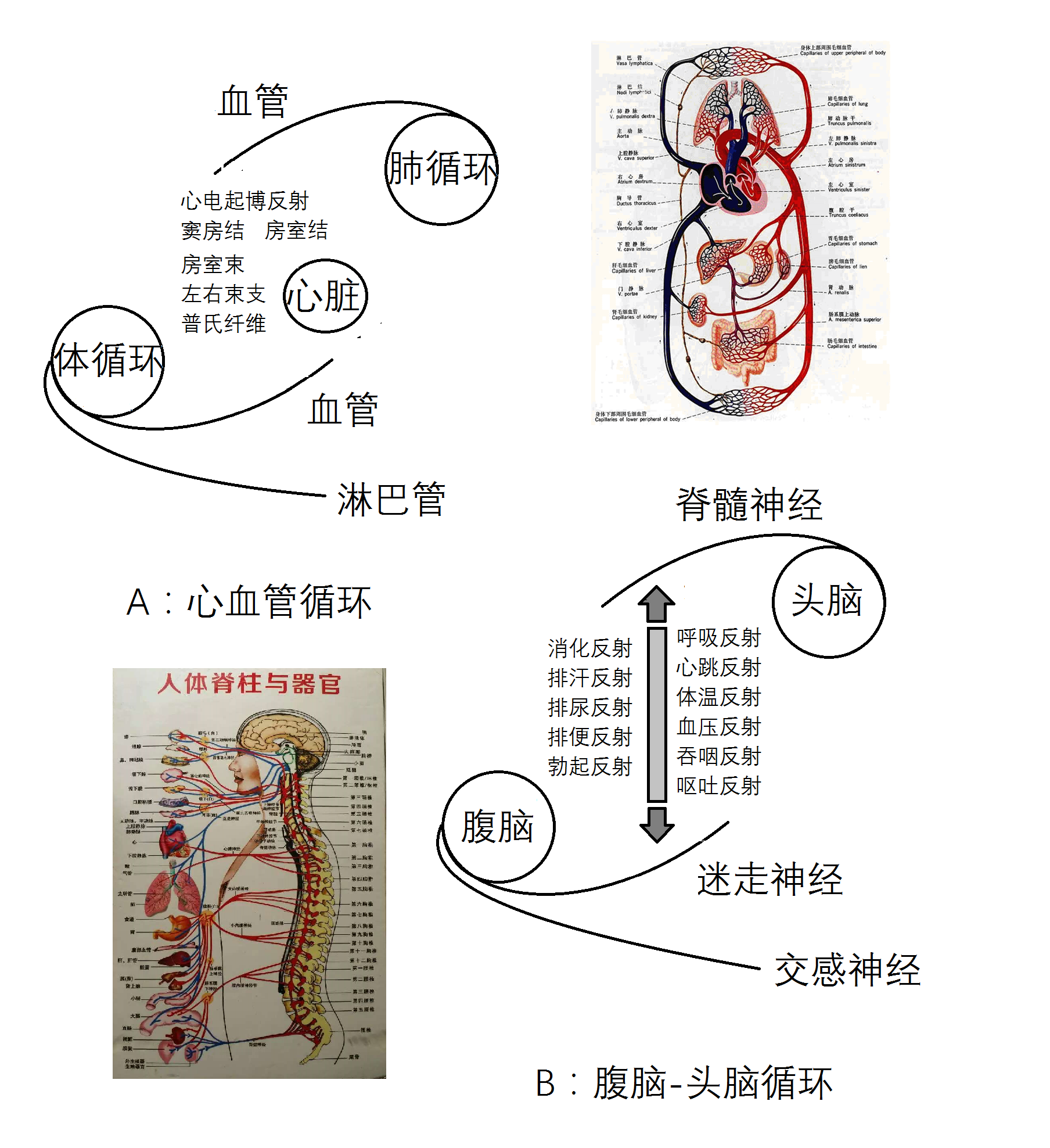 腹脑伟大的发现