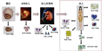 脐带间质干细胞与壳聚糖支架的生物相容性研究