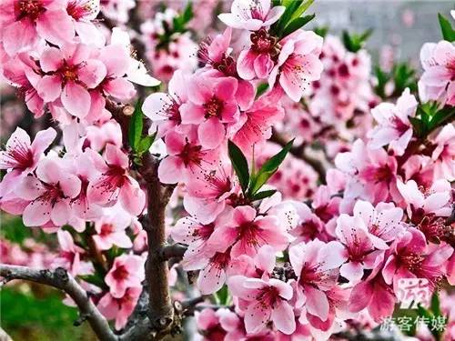 在那桃花盛开的地方--丹东河口桃花节
