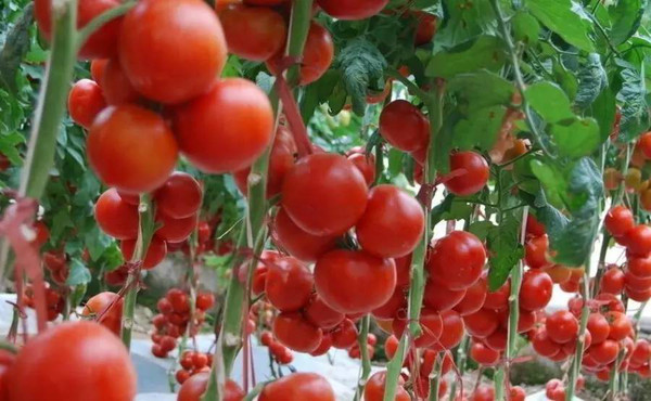 番茄酱比番茄更营养?番茄酱会吃胖?健康番茄