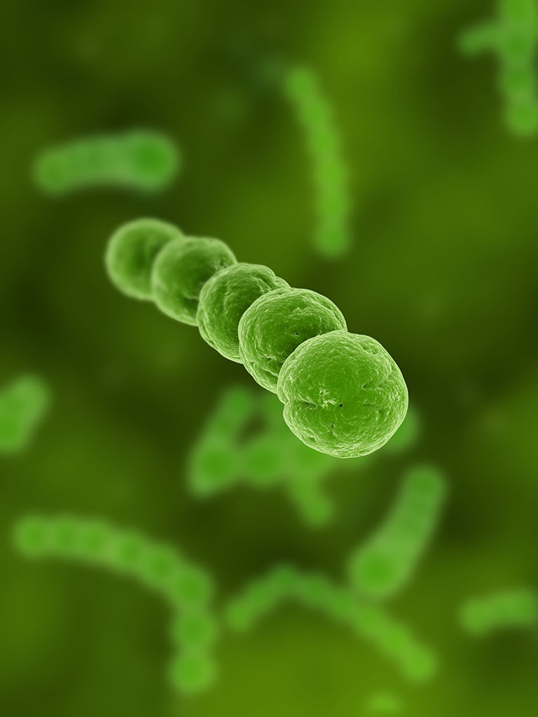 b族链球菌(group b streptococcus,gbs),学名无乳链球菌,革兰氏阳性