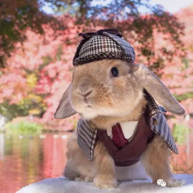 世界上最具贵族气质的兔子!