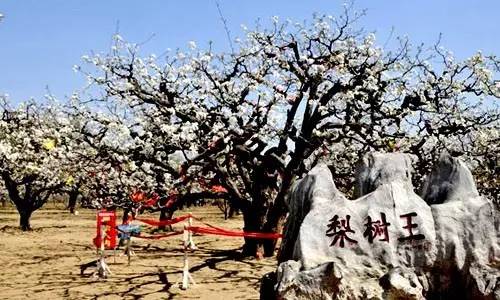 砀山县乡镇人口_砀山县梨花节图片