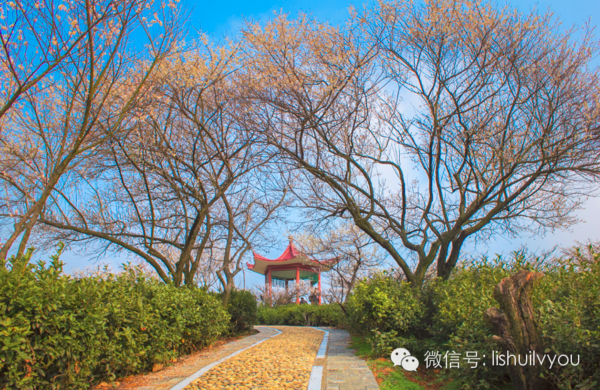 潮阳区梅花村多少人口_潮阳区河陇村2008