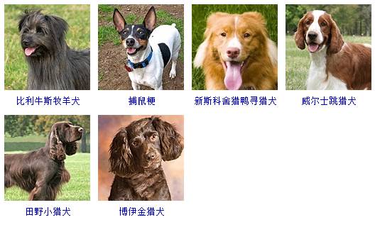 狗狗品种大全图片名字图片