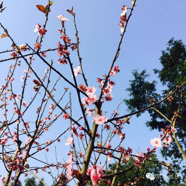 网友至in拍摄的梅花镇的梅花盛开,梅花镇称之为梅花,真的是当之无愧.