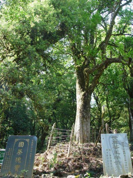 3,镇沅千家寨茶王,凤庆香竹箐茶祖