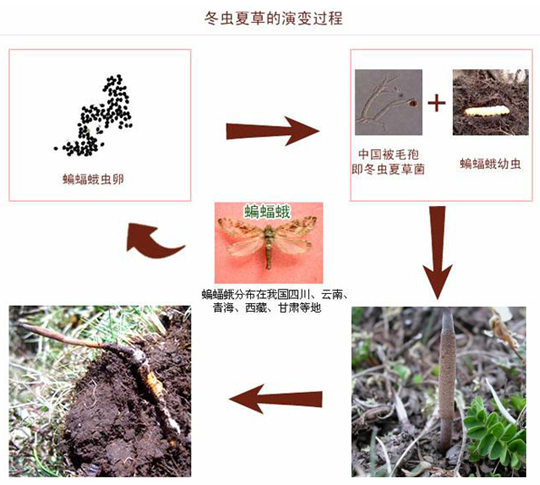 深度揭密冬虫夏草的形成