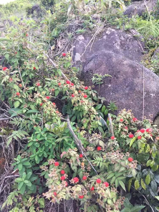 说完小果子,赏赏荼蘼花,小时候不懂它的野态芳姿,一起来补一补.