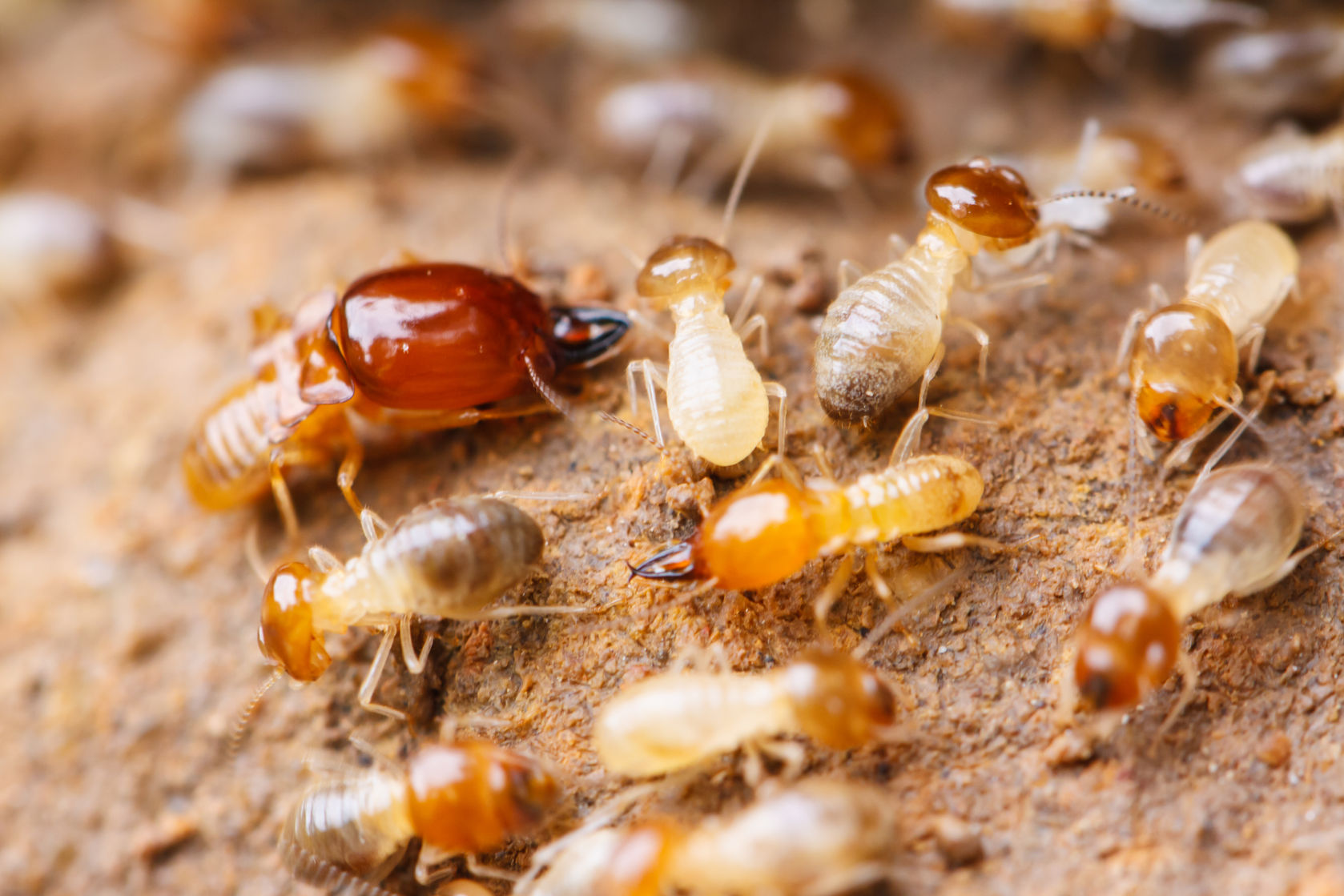 新房屋白蚁预防和防治方法