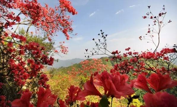 在本溪老边沟的山上同样开满映山红,这里的花虽然没有鞍山岫岩和大连