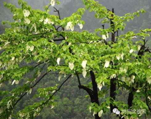 五一近郊游︱最全绵阳周边游手册,一两天打来