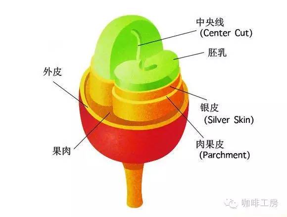 咖啡果实解剖图,咖啡果实共分为5层,如图