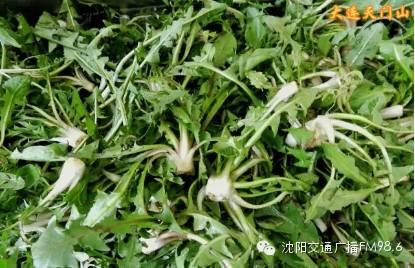 踏青赏景的同时还可以免费挖到新鲜的野菜,小根蒜,婆婆丁,曲麻菜,猫