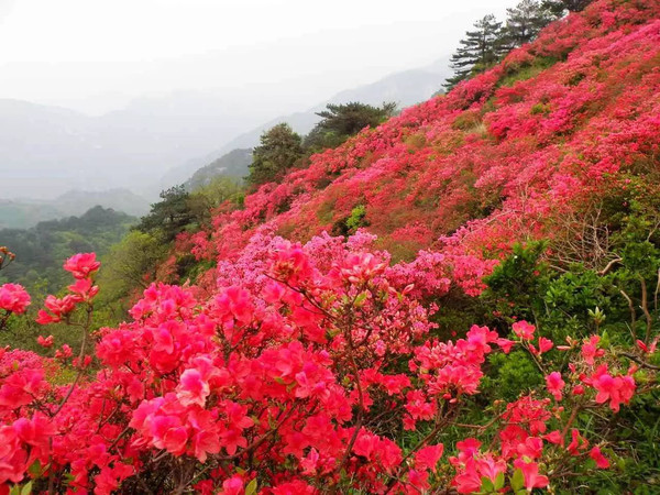 寻绿野仙踪?觅最美乡愁--婺源不只盛开油菜花