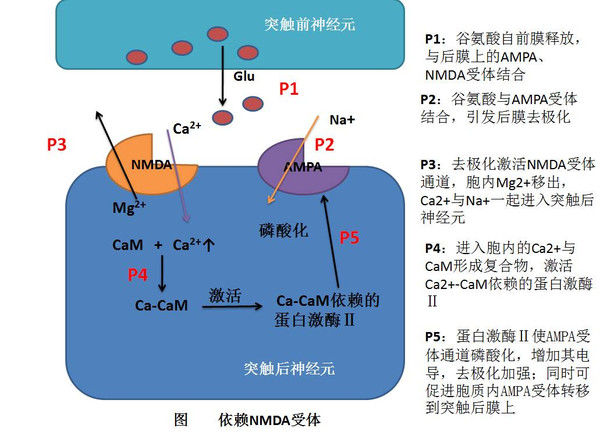 如何正确的学习医学知识?