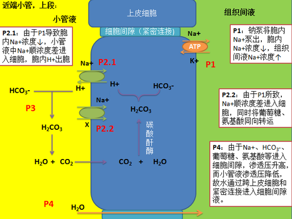 其它 正文  示例二:"各段肾小管和集合管的重吸收过程"这一节可以说是