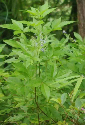 福建人常用的草药,你天天踩它,却不知它的神奇功效!