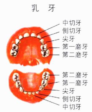 第一副是乳牙,20颗人的一生有两副牙齿那么你有多少颗牙齿?