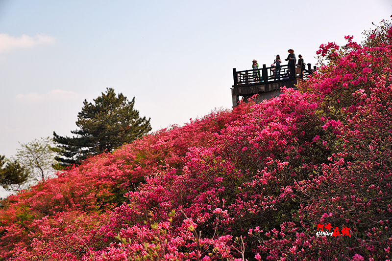 湖北麻城龟峰山赏杜鹃花海