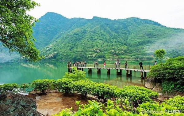 五一去哪玩?揭西龙山油桐花开满山雪白,你心动了么