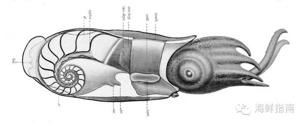 往期精选 | 如何区分章鱼,鱿鱼,墨鱼和乌贼?