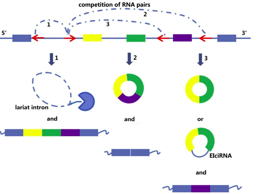 环状rna—隐秘的未知rna平行宇宙