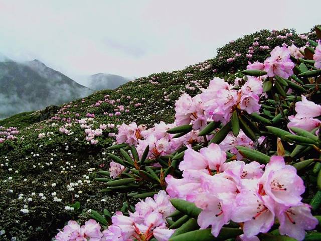 西藏五大世界稀有高山杜鹃赏花地盘点五一就出发