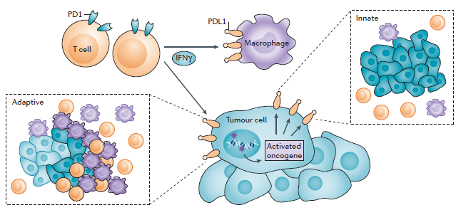 mechanisms for intratumoural pdl1 expression(图2.