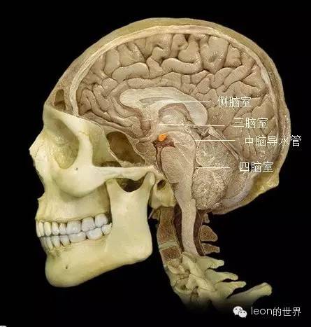 松果体14脉络丛15前联合16视交叉17垂体18乳头体19动眼神经(图示中