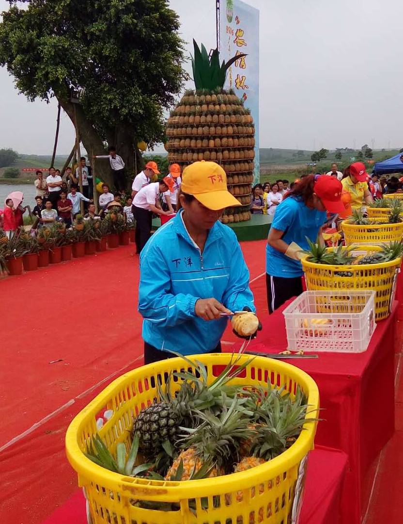 徐闻首届菠萝文化旅游节圆满闭幕